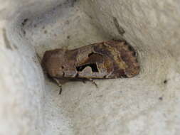 Orthosia gothica Linnaeus 1758 resmi