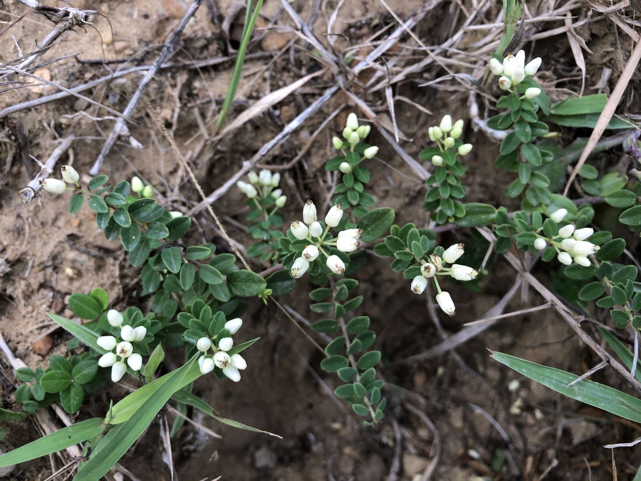 Image of Berchemia lineata (L.) DC.