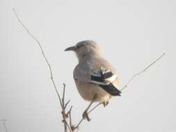 Image of Pander's Ground Jay