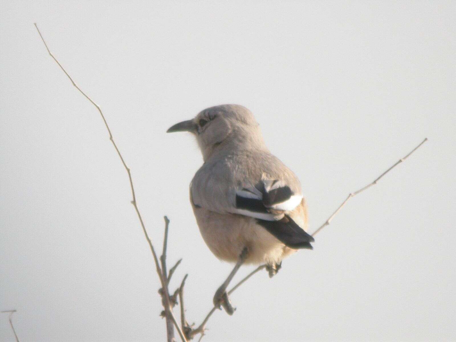 Image of Pander's Ground Jay