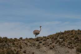 Image of Lesser Rhea