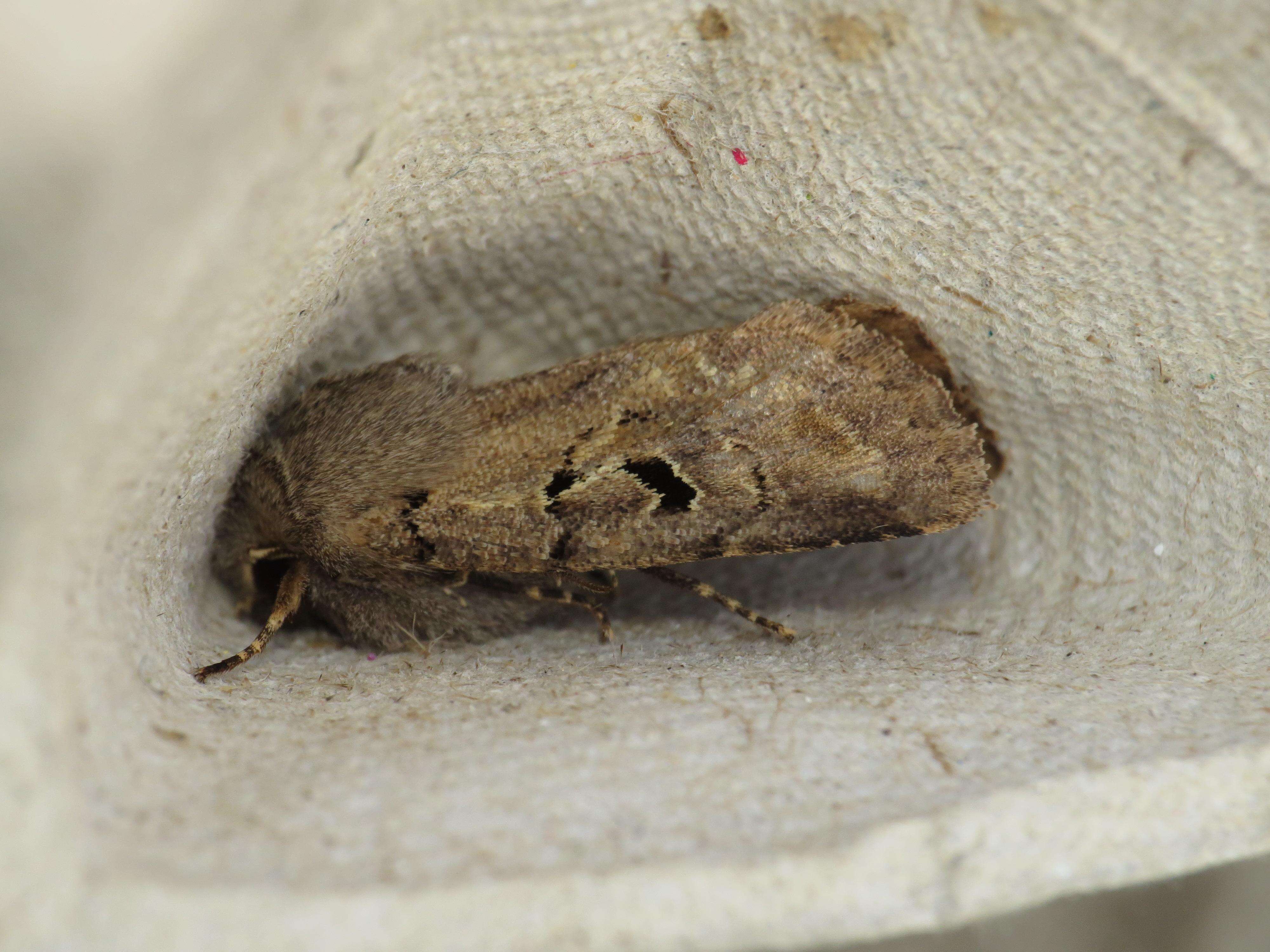 Orthosia gothica Linnaeus 1758 resmi