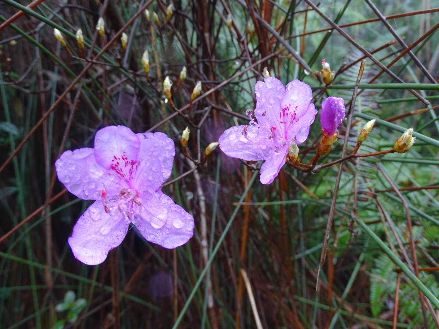 صورة Rhododendron farrerae Tate ex Sweet