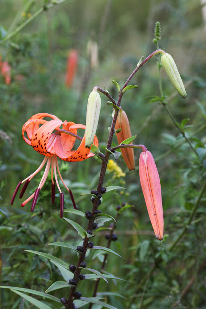 Image of Tiger lily