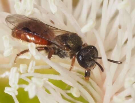 Plancia ëd Lasioglossum brisbanense (Cockerell 1918)