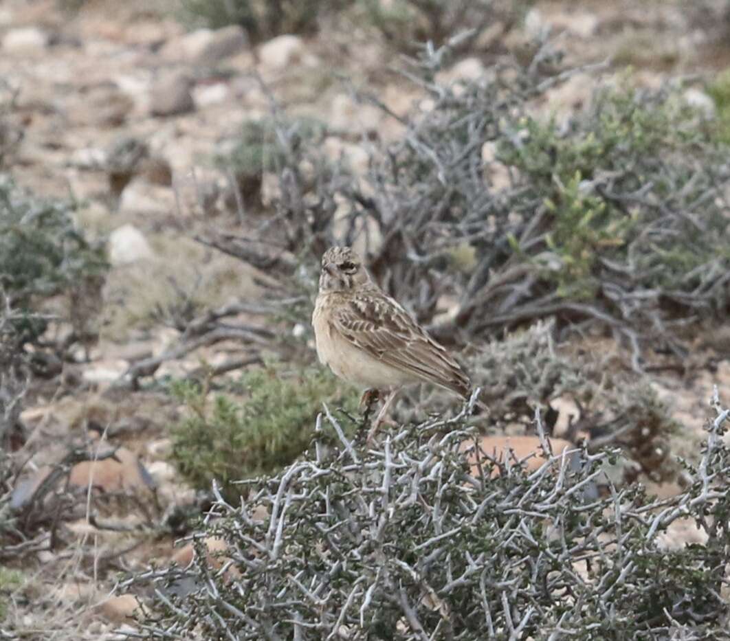 Image of Sclater's Lark