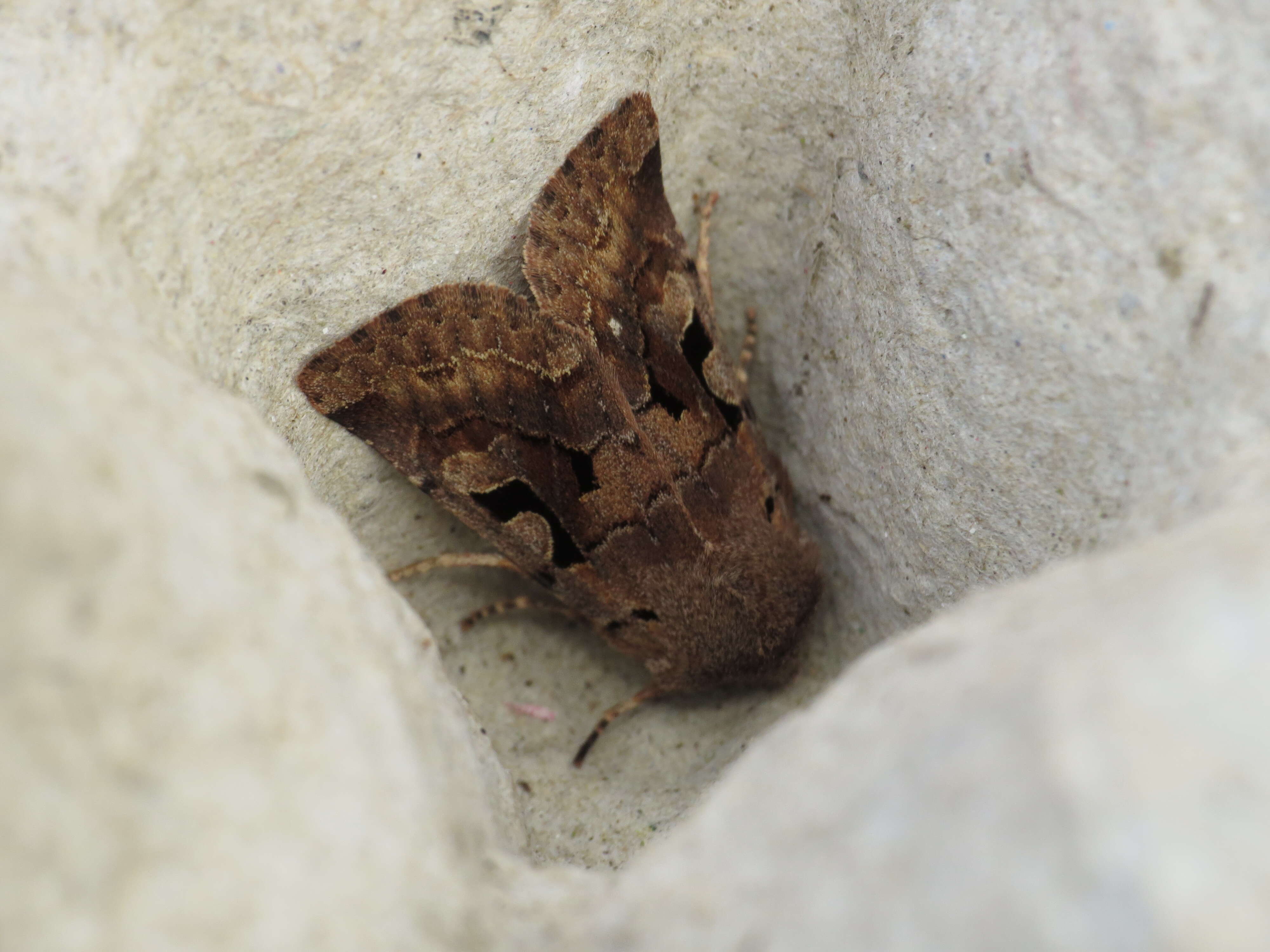 Orthosia gothica Linnaeus 1758 resmi