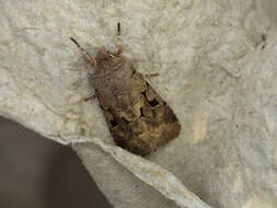 Orthosia gothica Linnaeus 1758 resmi