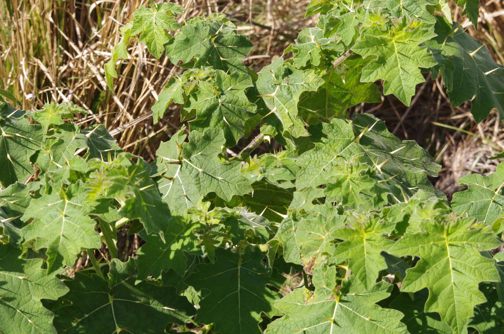 Image of tropical soda apple