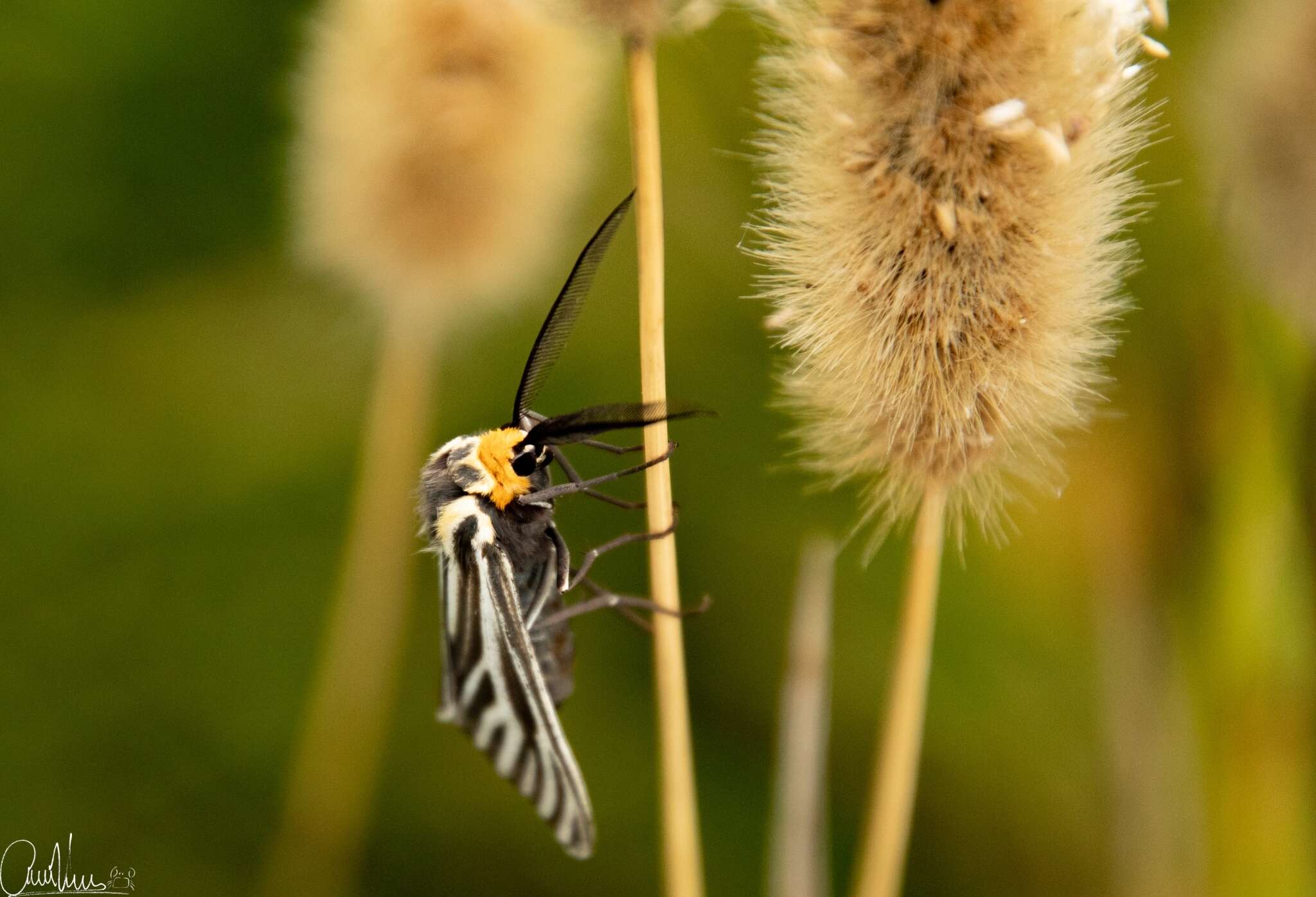 Image de Ctenucha vittigerum Blanchard 1852