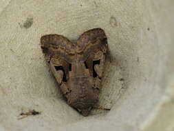 Orthosia gothica Linnaeus 1758 resmi