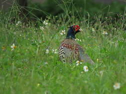 Imagem de Phasianus colchicus formosanus Elliot & DG 1870