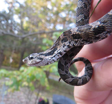 Image of North American Hog-nosed Snakes