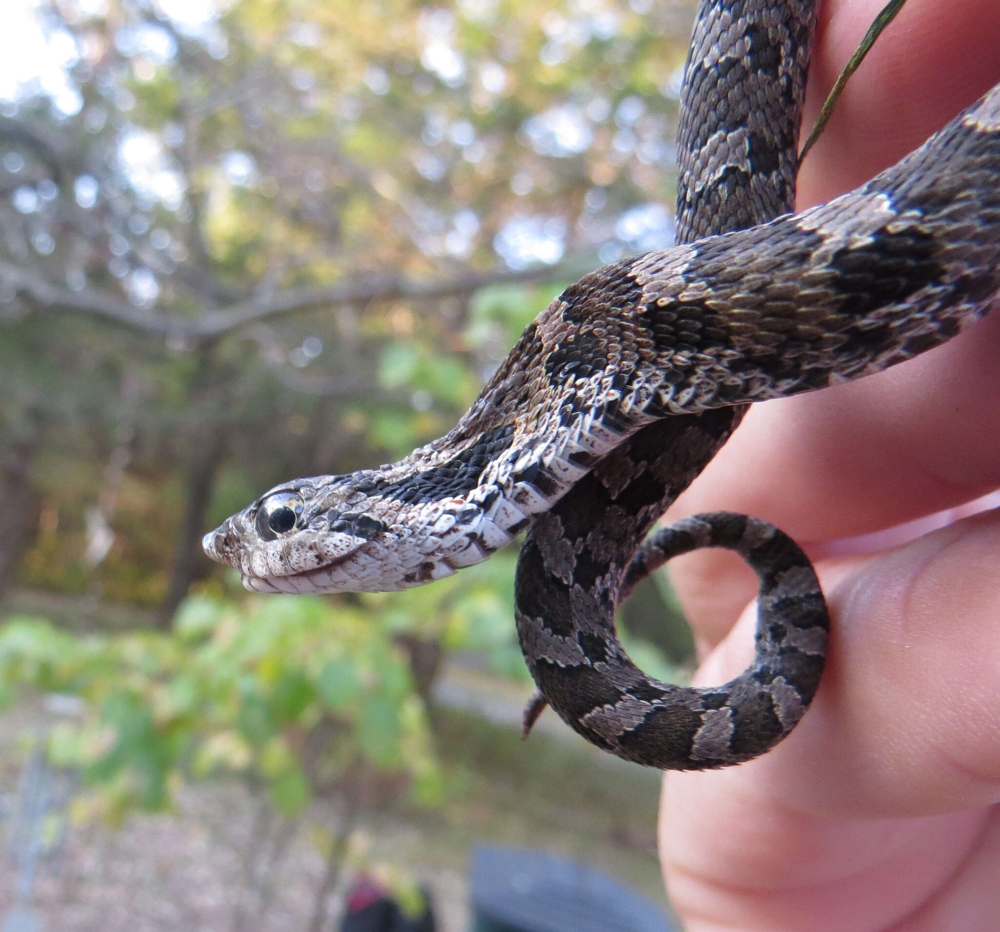 Heterodon Latreille ex Sonnini & Latreille 1801 resmi