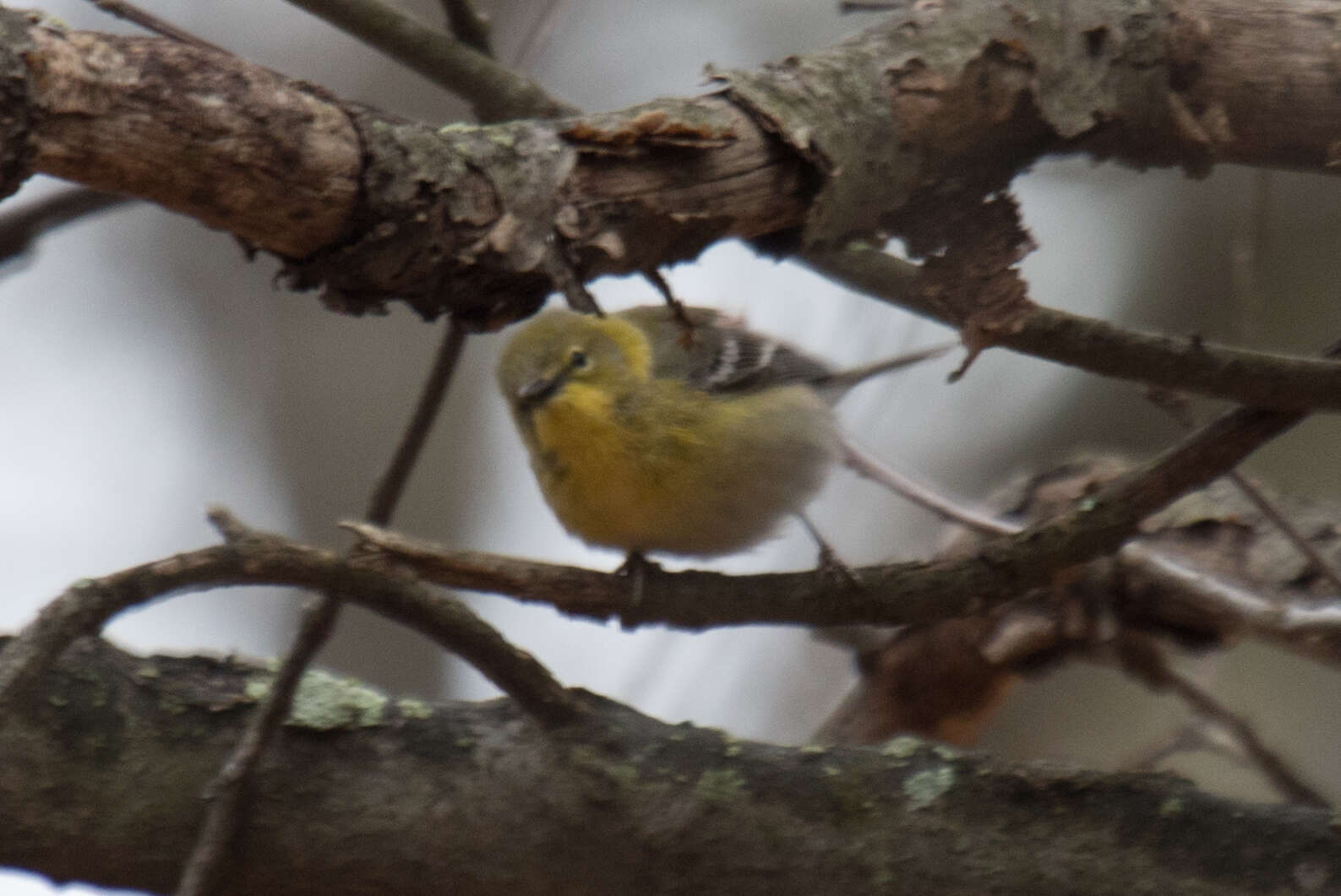 Image of Pine Warbler