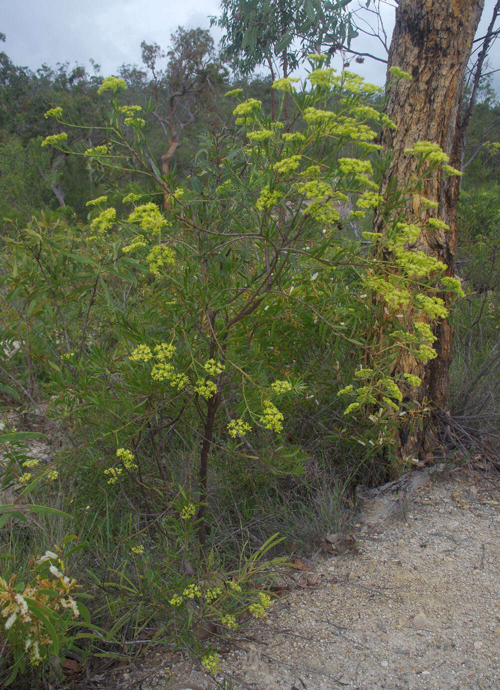 Image of Trachymene valida (F. Müll.) M. Hiroe