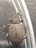 Image of rough strawberry root weevil