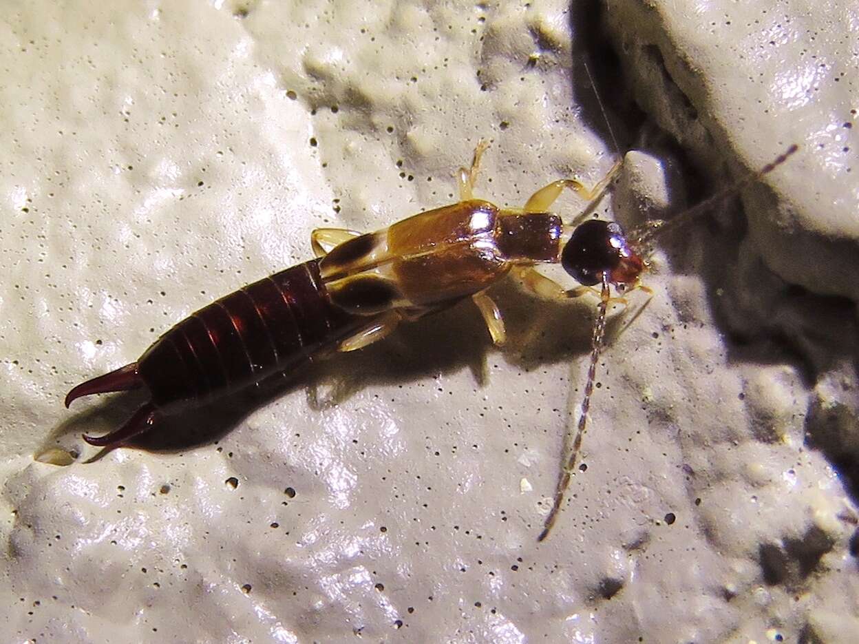 Image of African earwig