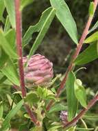 Image of Leucadendron uliginosum subsp. glabratum I. J. M Williams