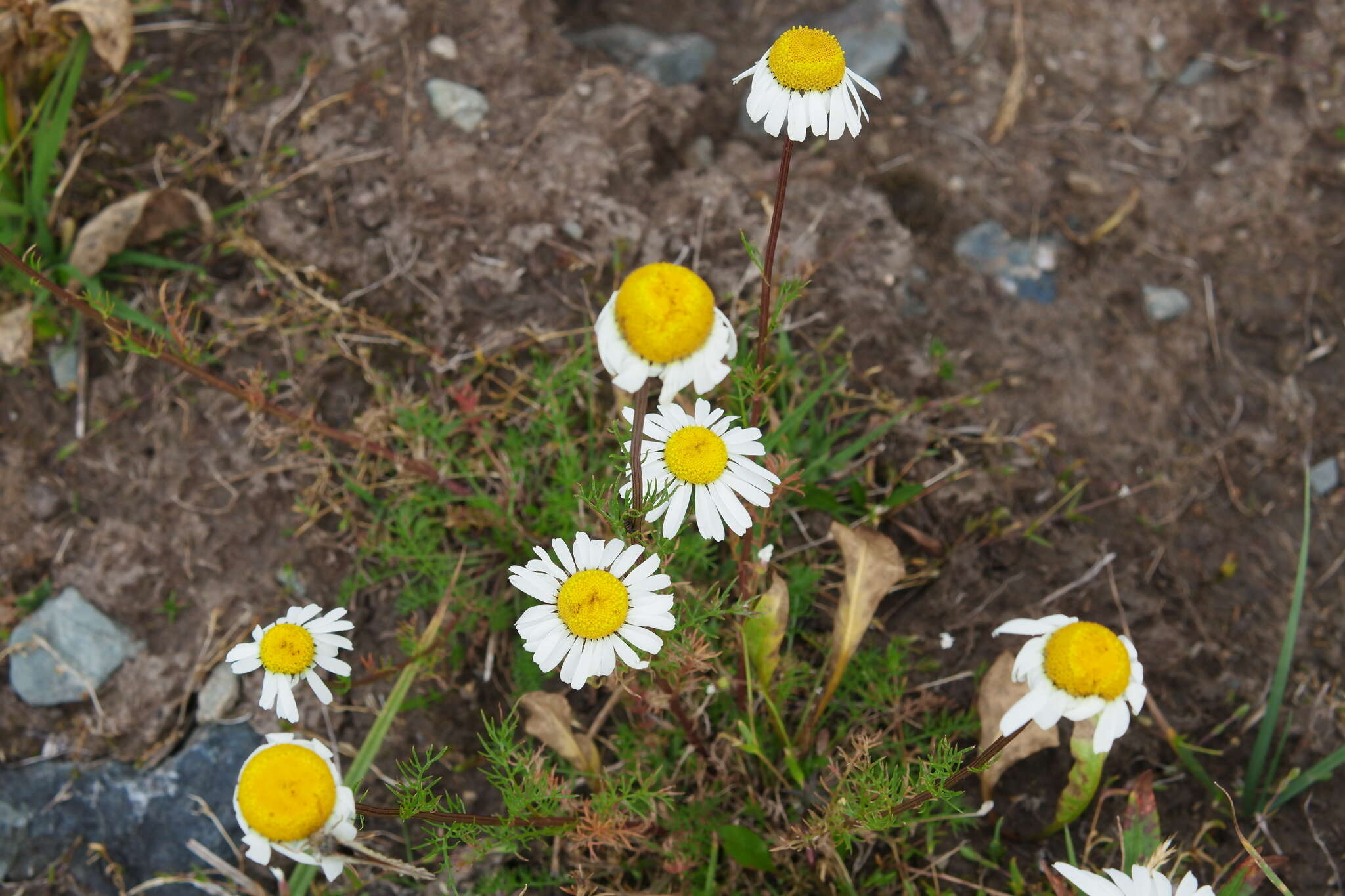 صورة Tripleurospermum ambiguum (Ledeb.) Franch. & Sav.