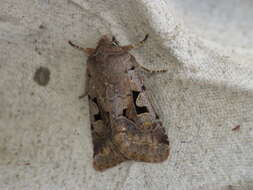 Orthosia gothica Linnaeus 1758 resmi