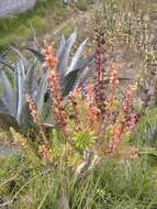 Image of Echeveria quitensis (Kunth) Lindley