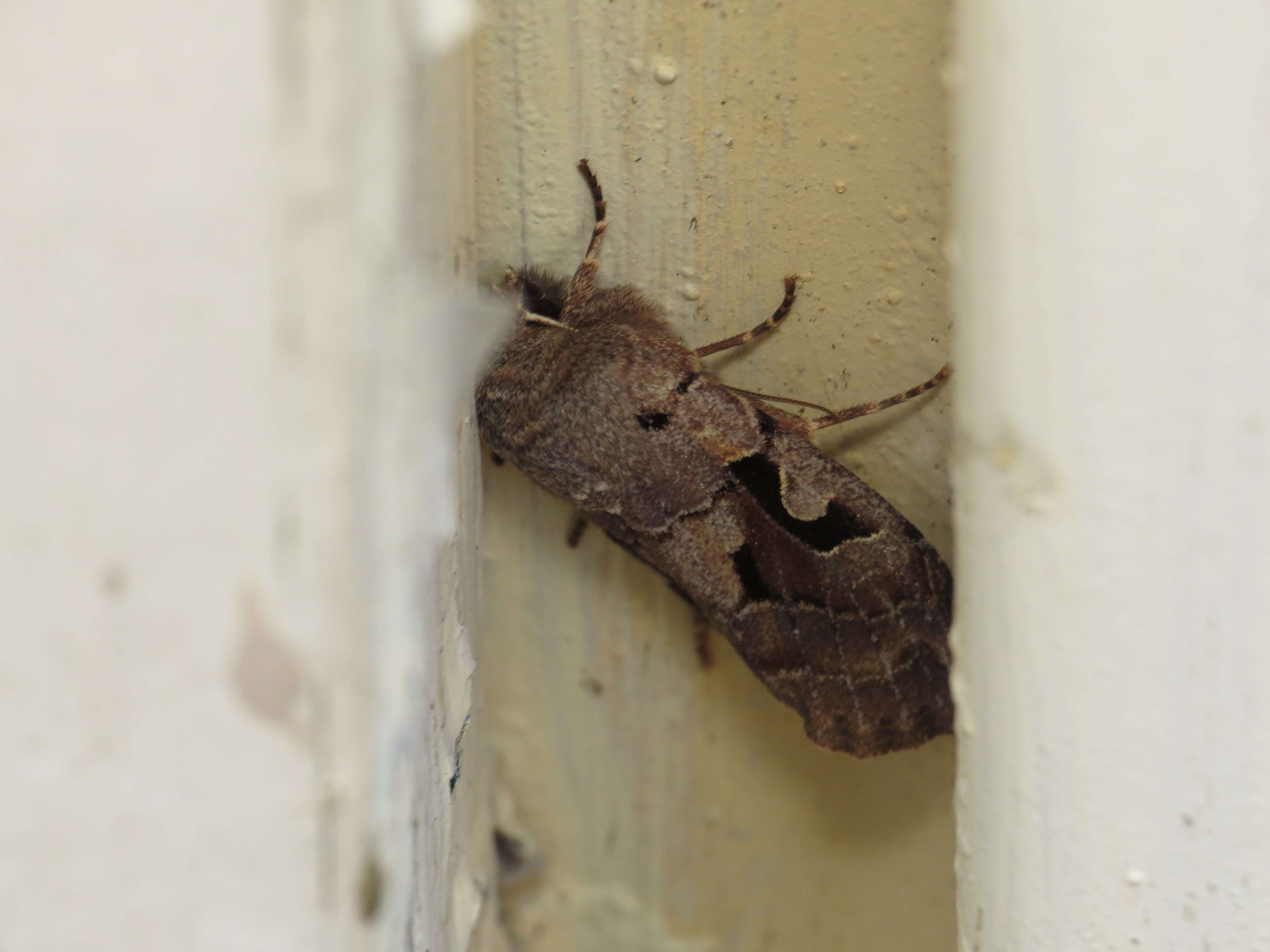 Orthosia gothica Linnaeus 1758 resmi