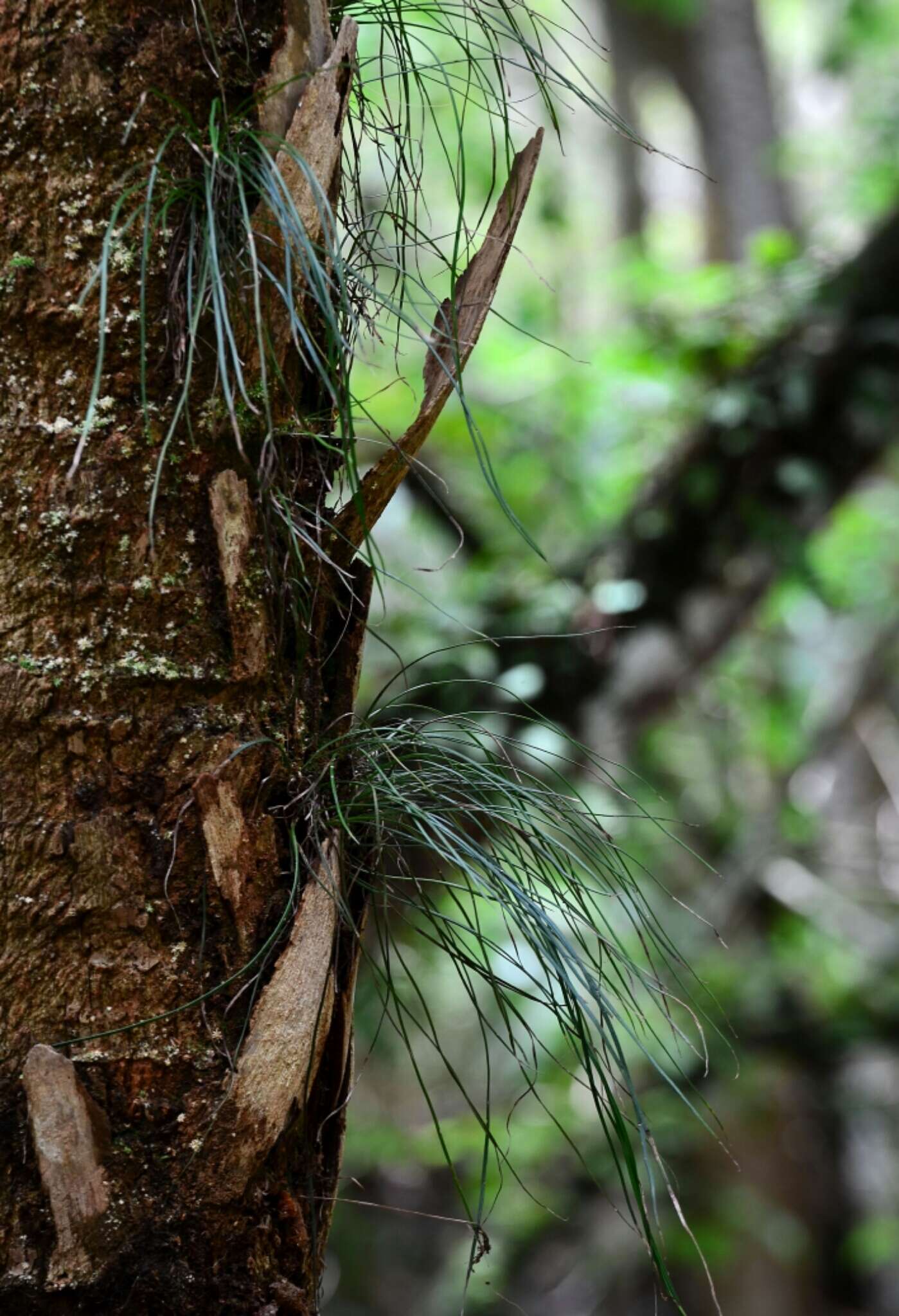 Image of Shoelace fern