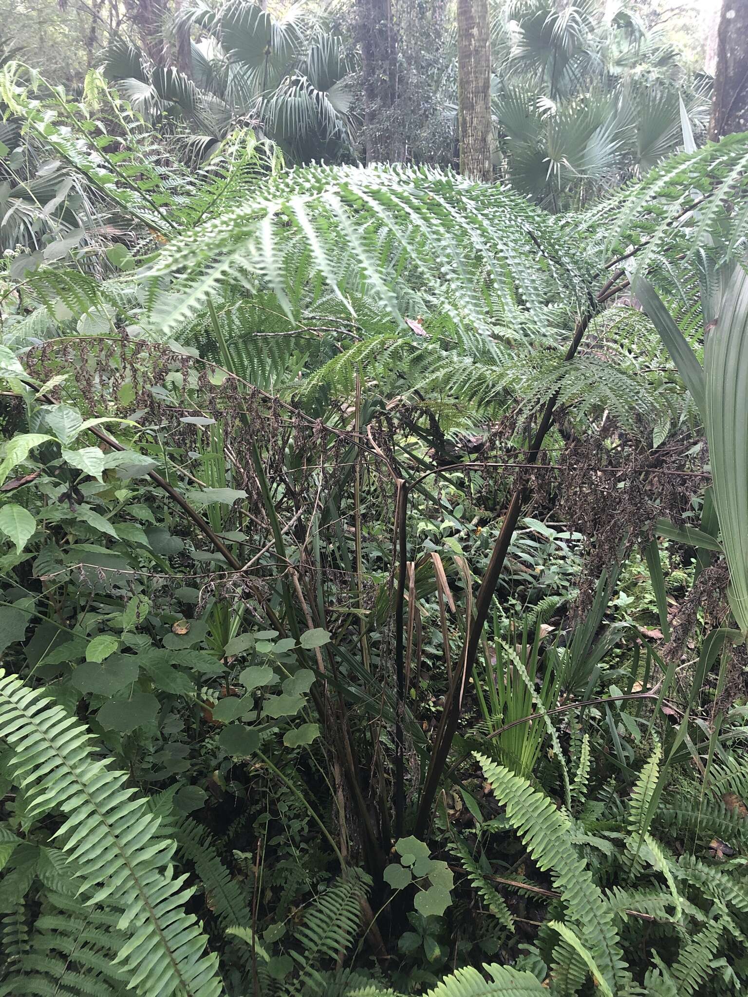 Imagem de Pteris tripartita Sw.