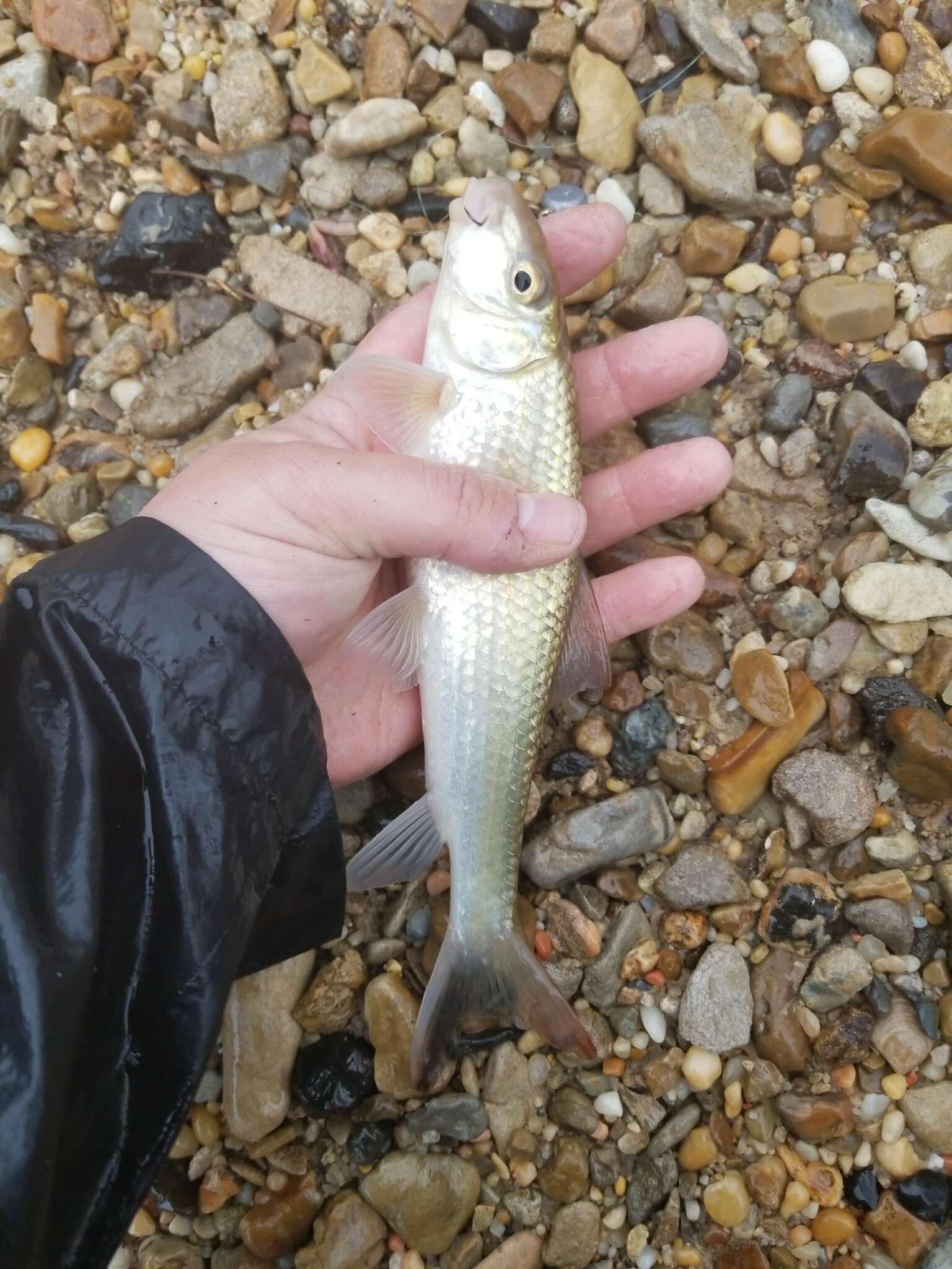 Image of Blacktail Redhorse