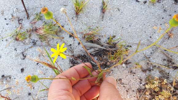 Image of Senecio littoreus Thunb.