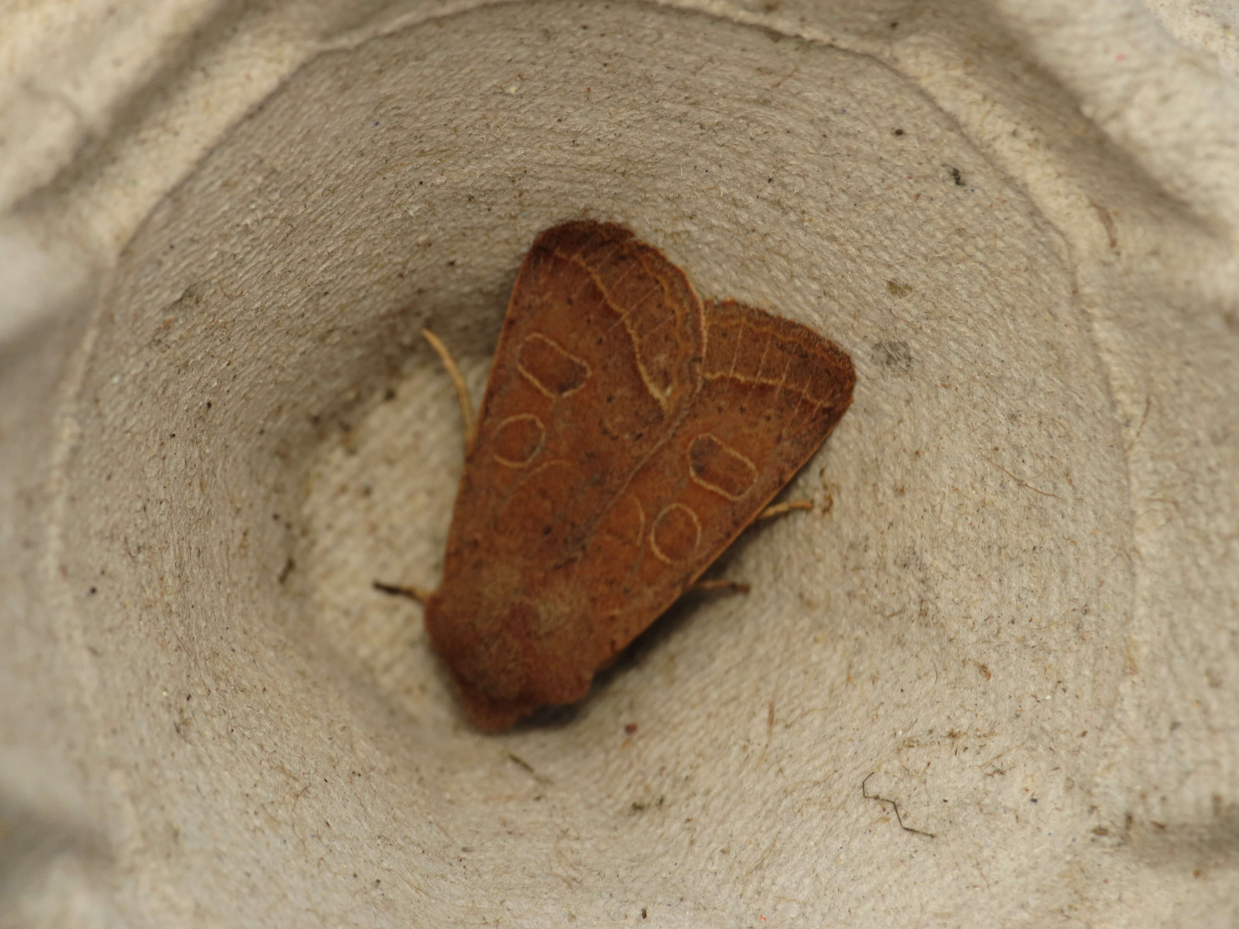 Image of Orthosia cerasi