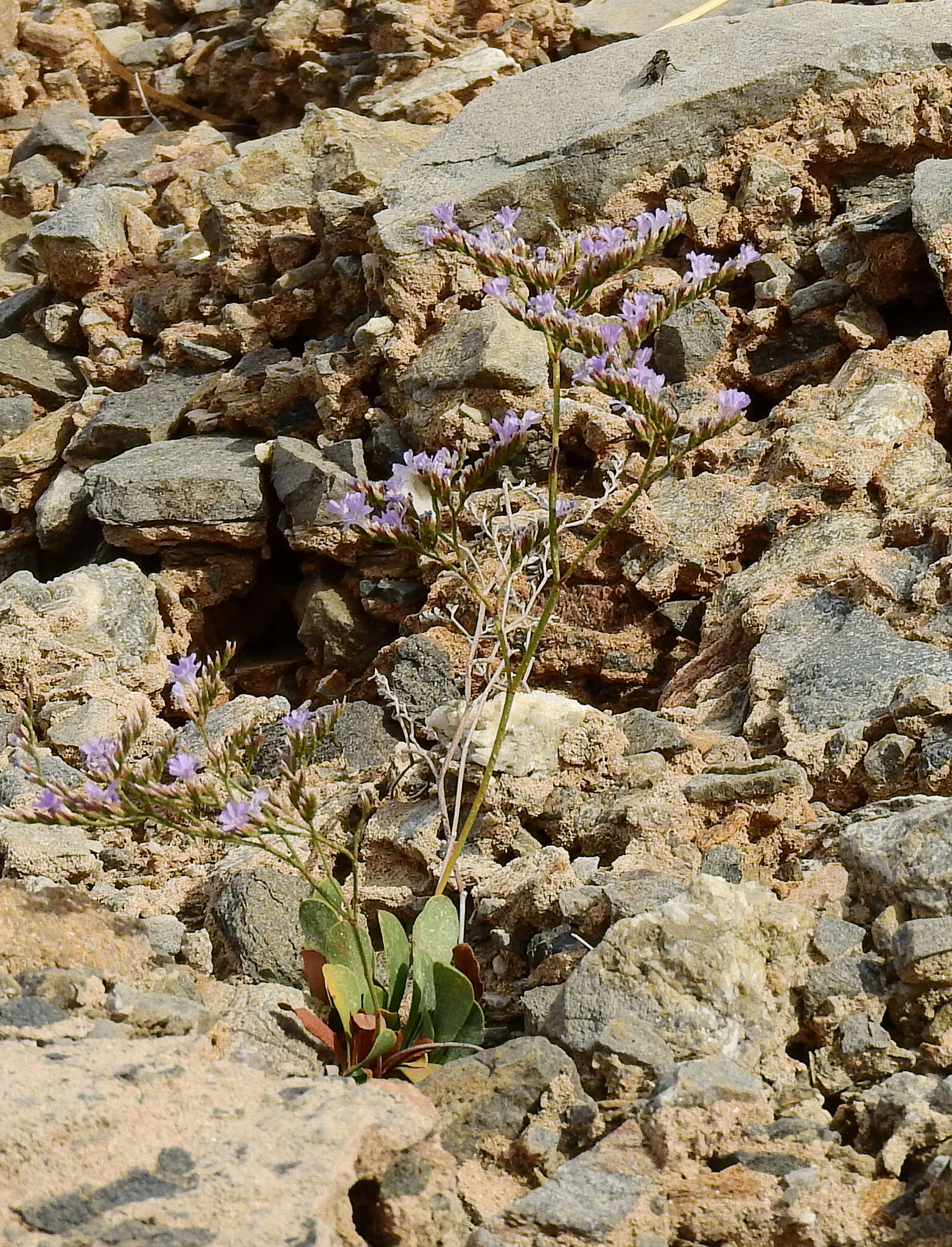 Imagem de Limonium corinthiacum (Boiss. & Heldr.) O. Kuntze