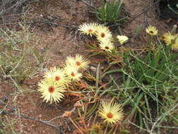 Image of Cephalophyllum pillansii L. Bol.