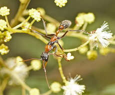 صورة Myrmecia nigrocincta Smith 1858