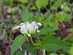 Image of Lamium album subsp. barbatum (Siebold & Zucc.) Mennema