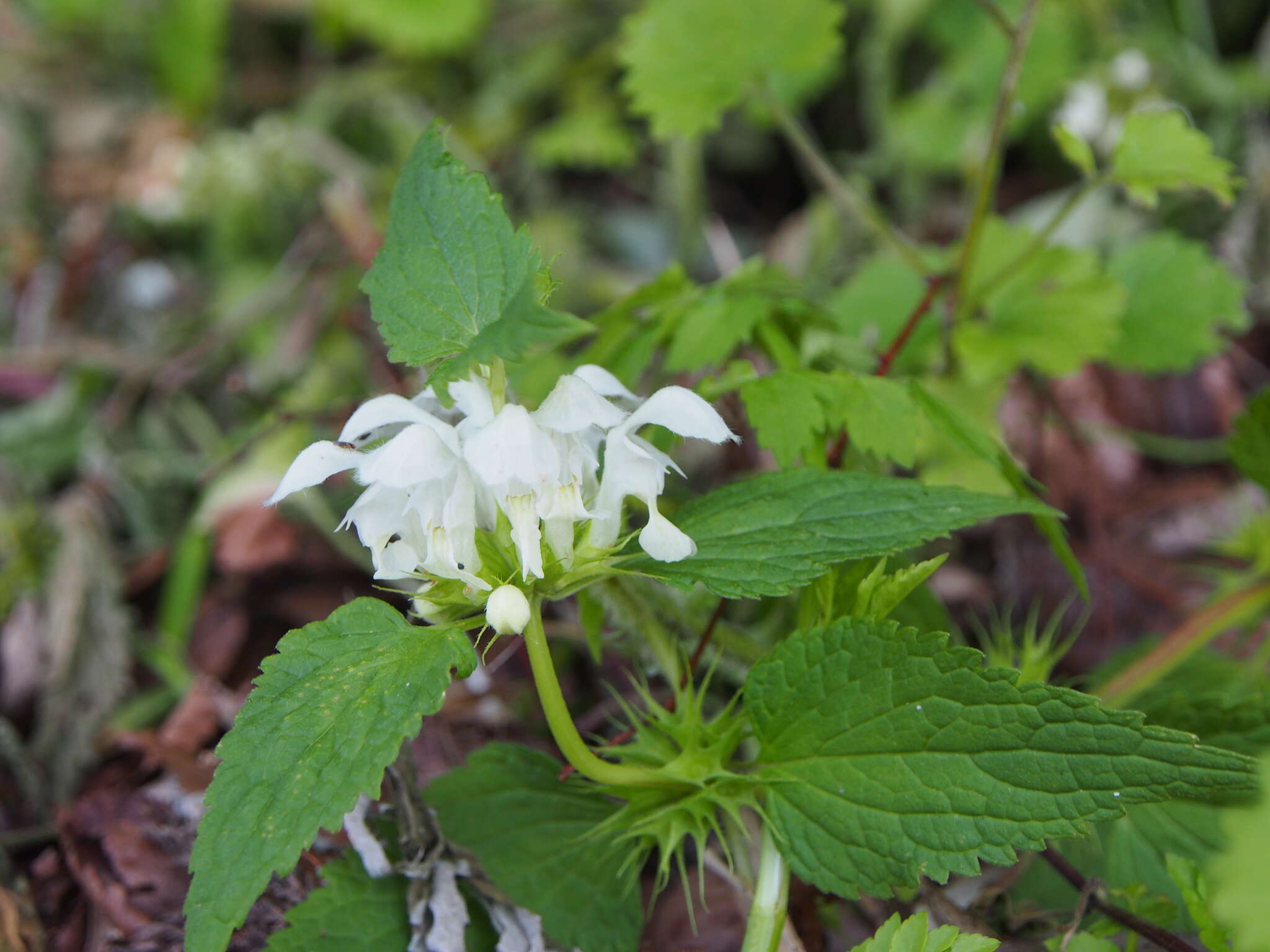 Imagem de Lamium album subsp. barbatum (Siebold & Zucc.) Mennema