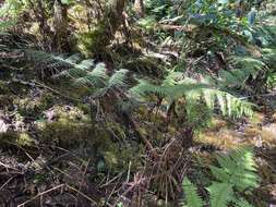 Plancia ëd Dryopteris unidentata (Hook. & Arn.) C. Chr.