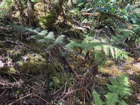 Image of One-Tooth Wood Fern