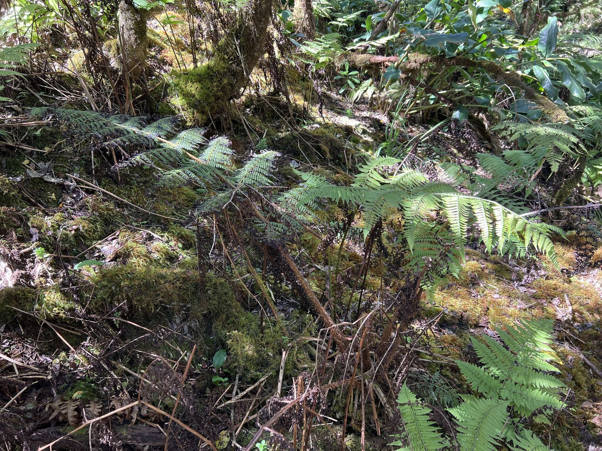 Plancia ëd Dryopteris unidentata (Hook. & Arn.) C. Chr.