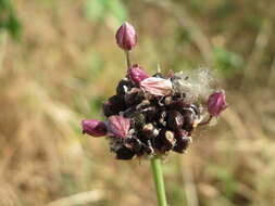 Allium scorodoprasum L.的圖片