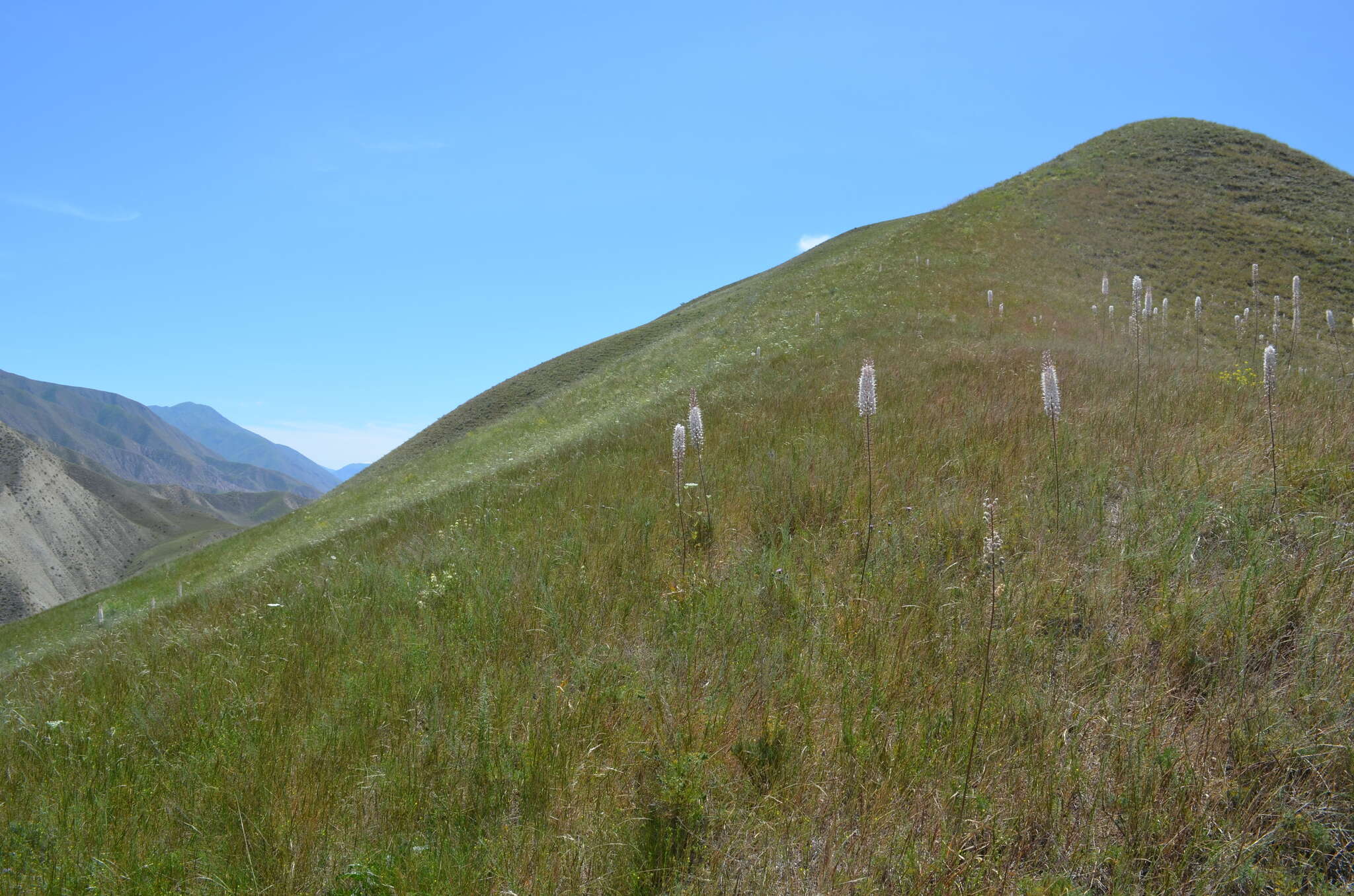 Image of Eremurus tianschanicus Pazij & Vved. ex Pavlov