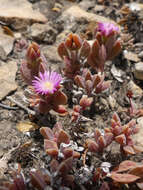 Imagem de Delosperma mariae L. Bol.