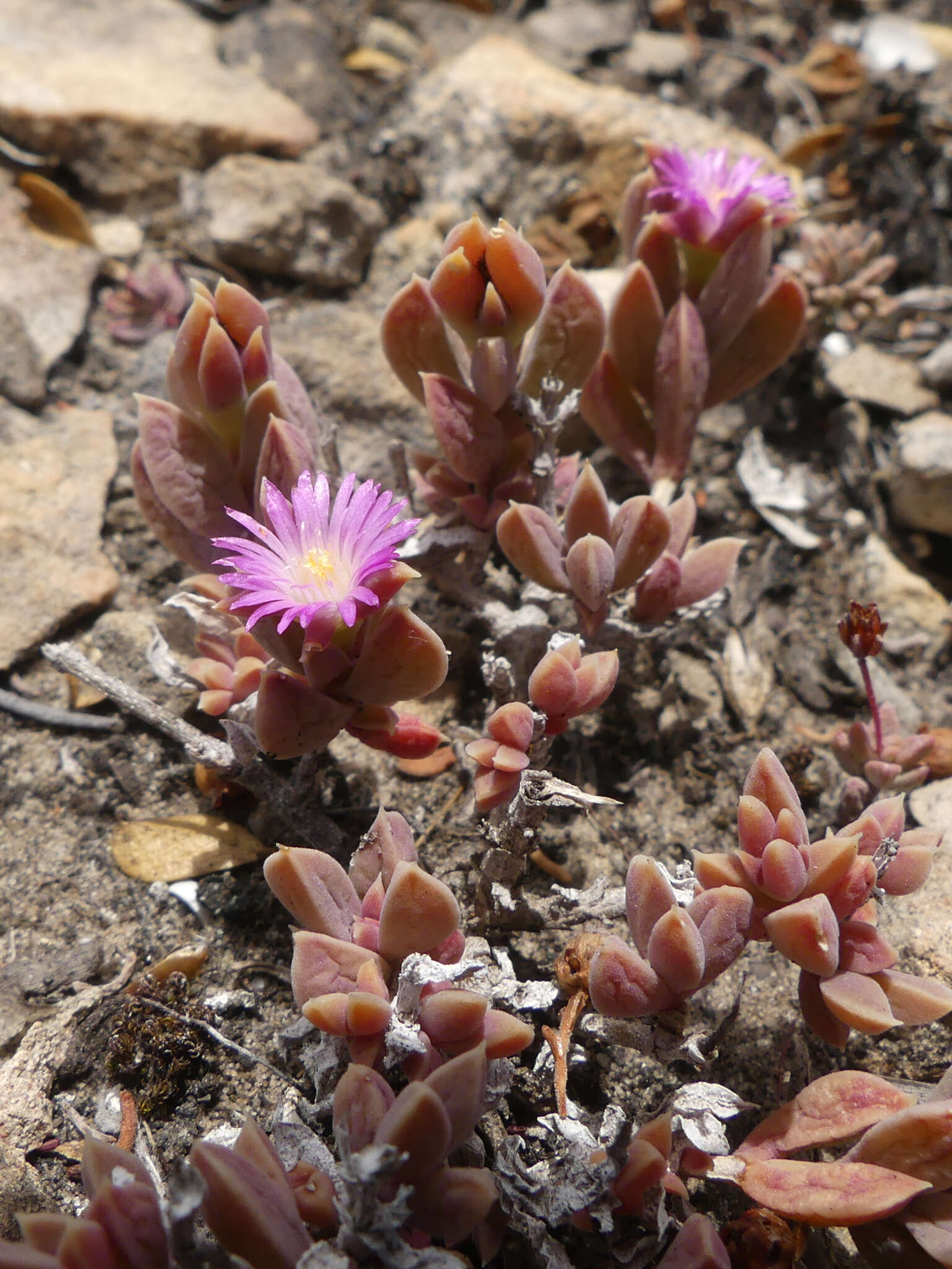 Image of Delosperma mariae L. Bol.