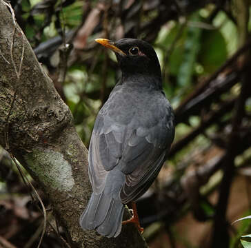 Imagem de Turdus dissimilis Blyth 1847