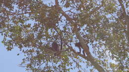 Image of Black-headed Spider Monkey