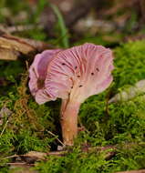 Image of Cantharellus lilacinus Cleland & Cheel 1919