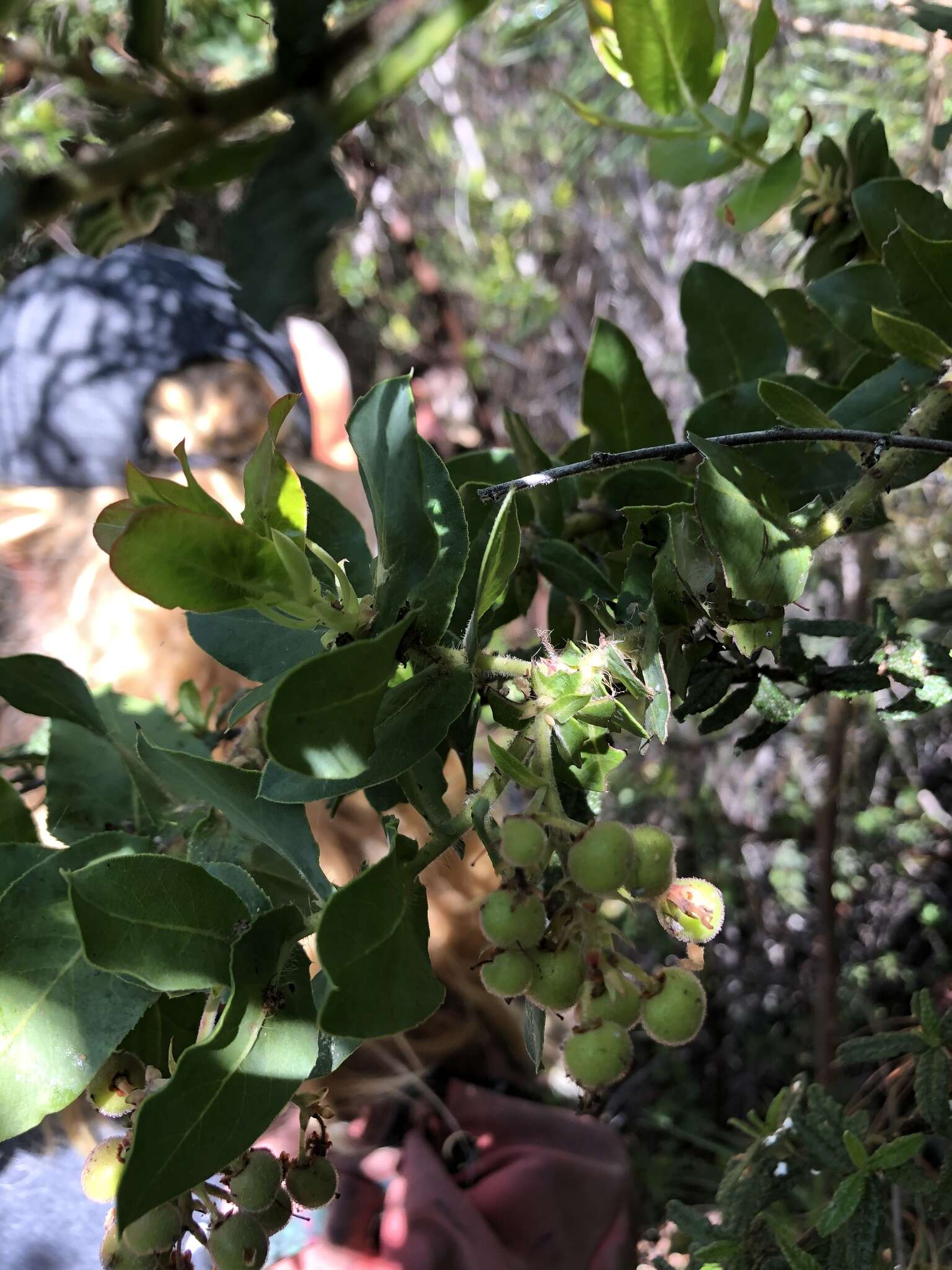 Слика од Arctostaphylos andersonii A. Gray