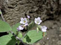 Слика од Draperia systyla (A. Gray) Torr.