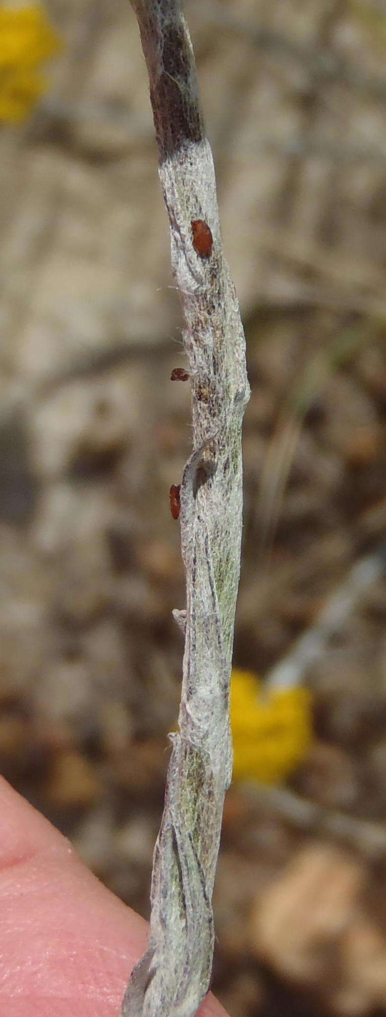 Image of Helichrysum anomalum Less.